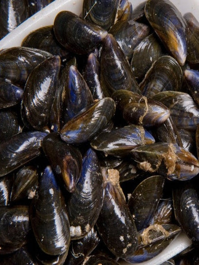 Moules de Bouchot