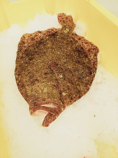 Turbot Sauvage