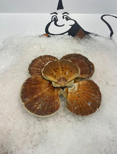 Coquilles Saint-Jacques