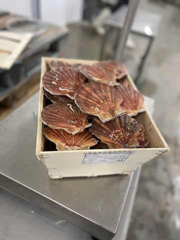 Coquilles Saint-Jacques